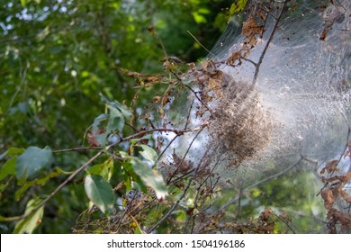 Gypsy Moth Nest In Tree