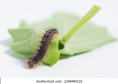Gypsy Moth On The Leaves