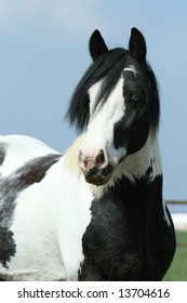 Gypsy Vanner Stallion Looking