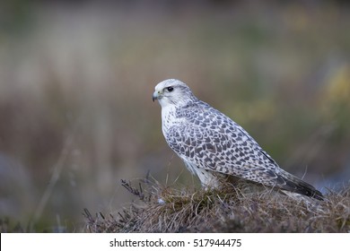 Gyrfalcon