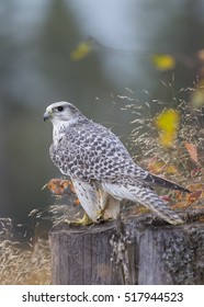 Gyrfalcon