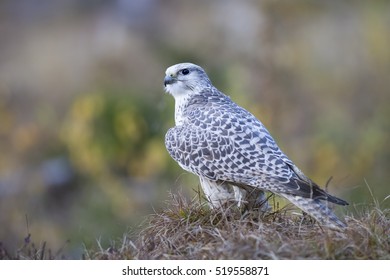 Gyrfalcon