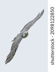  The gyrfalcon (Falco rusticolus) in flight against a grey background.                       
