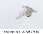 The gyrfalcon (Falco rusticolus), the largest of the falcon species, is a bird of prey flying in a winter snowy landscape. The abbreviation gyr is also used.