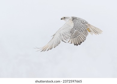 The gyrfalcon (Falco rusticolus), the largest of the falcon species, is a bird of prey flying in a winter snowy landscape. The abbreviation gyr is also used. - Powered by Shutterstock