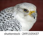 The gyrfalcon, the largest of the falcon species, is a bird of prey. The abbreviation gyr is also used.