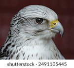 The gyrfalcon, the largest of the falcon species, is a bird of prey. The abbreviation gyr is also used.