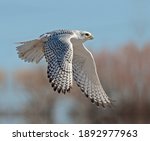 Gyrfalcon taking to the sky