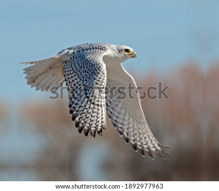 Gyrfalcon taking to the sky