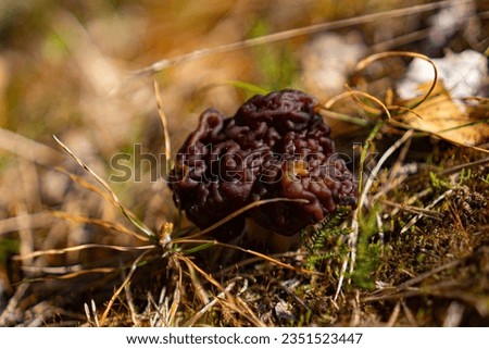 Gyromitra Ascomycota, first mushrooms of the year in Latvia