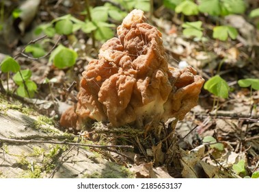 Gyromitra esculenta fungi 
				mushrooms in the spring forest