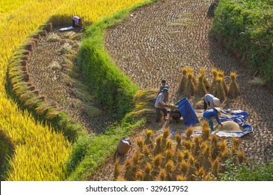 Ha Giang, Vietnam - Oct 15, 2015: Vietnamese farmers harvesting rice on terraced paddy field on a hill under the yellow sunlight of autumn in Hoang Su Phi district, north of Vietnam.