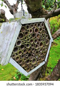 Ha Going Bug Hotel In An Apple Tree 