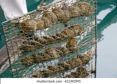 HA LONG BAY, VIETNAM - CIRCA FEBRUARY 2016: Oysters farmed for Akoya pearls at a floating pearl farm.