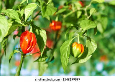 Habanero Plant Featuring Fresh Ripe Habanero Stock Photo 1549199897 ...