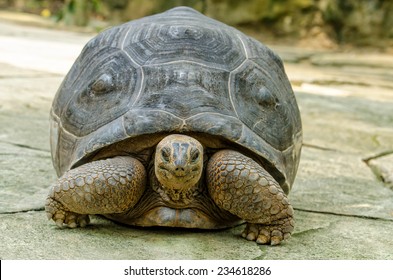 The habitat of the Aldabra Tortoise is Island of the Aldabra Atoll in the Seychelles. - Shutterstock ID 234618286