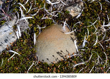 Habitat Detail On South Georgia Island, Rock Surrounded By Moss And Penguin Feathers, Antarctica
