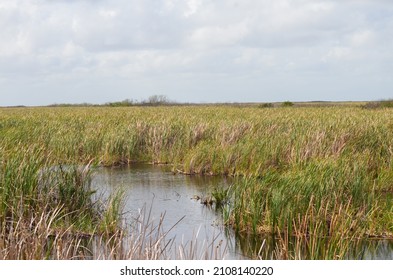 Habitat of the Everglades and Francis S. Taylor WMA in Florida.