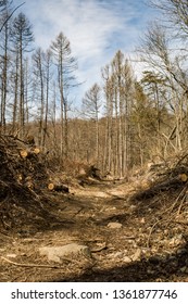 Habitat Loss Caused By Invasive Boring Beetles