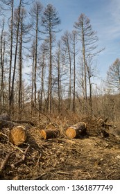 Habitat Loss Caused By Invasive Boring Beetles