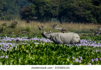 habitat of one horned rhinoceros