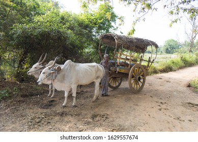 Habrana, Sri Lanka: 03/16/2019: Local Sri Lankan Farmer Standing Alongside His Ox Cart, A Straw Covered Wagon With Two White Domestic Oxen.