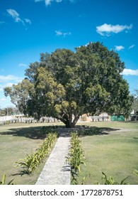 Hacienda Yaxcopoil Big Entrance Tree