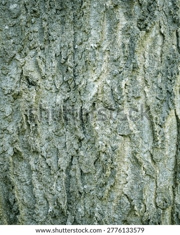 Hackberry Bark — Green Micro Texture Study