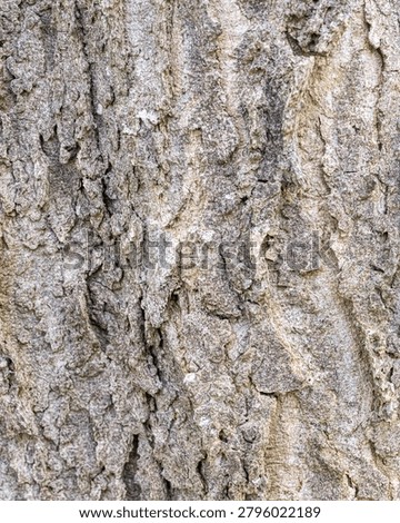 Hackberry Bark Macro Texture with Moss and Micro Details