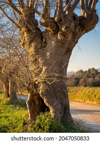 
hackberry in masia de can plantada at sunset autumn and field in the background out of focus catalonia spain