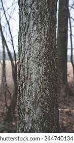 Hackberry Tree Bark Spring Time 