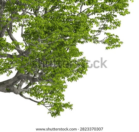 Hackberry tree branch isolated on white background. Natural Lush Green leaves frame. Corner tree branch with hackberry leaves isolated on white background. transparent background PNG in daylight with soft, natural lighting. Large leafy tree branch placed in corner with natural foliage. Photorealistic tropical branch foliage with copy space for design backgrounds, corner, frames, borders, banners, templates, architecture visualization, landscaping element or asset, landscape design projects, exterior renderings, urban planning presentations, environmental graphics, real estate marketing, garden planning concepts, compositing, and nature themed backdrop layouts. isolate plant foliage or leaf on clean solid plain backgrounds. Green tree branches isolated on white background. Front view, Side view of Celtis laevigata commonly known as the Sugarberry, southern hackberry or hackberry.