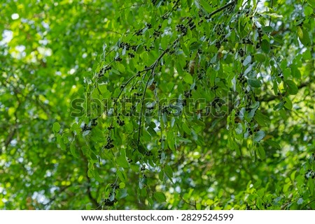 Hackberry tree (Celtis species) or a Common Buckthorn (Rhamnus cathartica) loaded with small drupes.