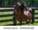 A hackney pony trots through a field 