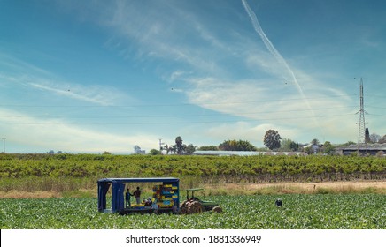 Hadarom, Israel. 27-04-2020. Foreign Workers Pick Vegetables From The Field