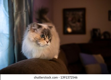 Hadassah Is A Beautiful Blue Eyed Napoleon Minuet Cat.