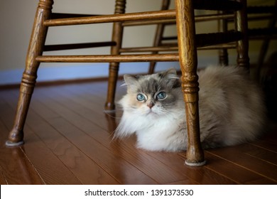 Hadassah Is A Beautiful Blue Eyed Napoleon Minuet Cat.