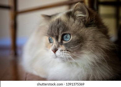 Hadassah Is A Beautiful Blue Eyed Napoleon Minuet Cat.