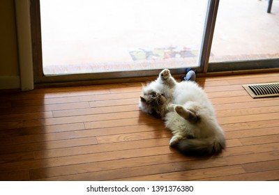 Hadassah Is A Beautiful Blue Eyed Napoleon Minuet Cat.