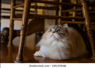 Hadassah Is A Beautiful Blue Eyed Napoleon Minuet Cat.