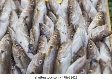 Haddock In The Fish Market