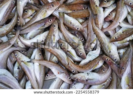 Haddock (mezgit) in fishermen market store shop.                               Foto stock © 