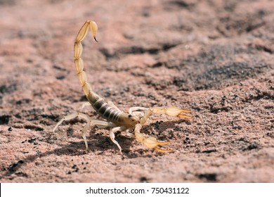 Hadrurus arizonensis, the giant desert hairy scorpion, giant hairy scorpion, or Arizona Desert hairy scorpion, is the largest scorpion in North America