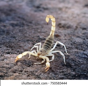 Hadrurus arizonensis, the giant desert hairy scorpion, giant hairy scorpion, or Arizona Desert hairy scorpion in a threatening pose