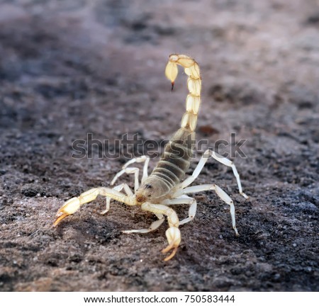 Hadrurus arizonensis, the giant desert hairy scorpion, giant hairy scorpion, or Arizona Desert hairy scorpion in a threatening pose
