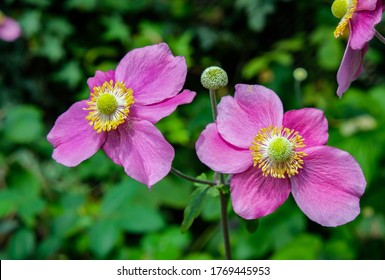 Hadspen Abundance is very free-flowering and keeps on producing masses of cup-shaped, deep pink, semi-double flowers with reddish-pink outer petals from July through to September. - Shutterstock ID 1769445953