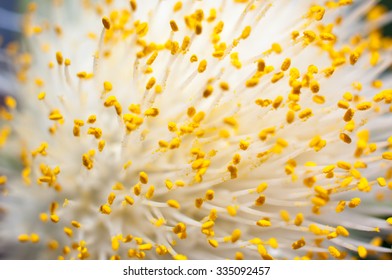 Haemanthus Albiflos (paintbrush).