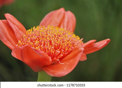 Haemanthus Coccineus Flower