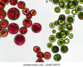 Haematococcus pluvialis green and cyst algae under microscopic view - haematocyst, active and resting cells, strong antioxidant astaxanthin