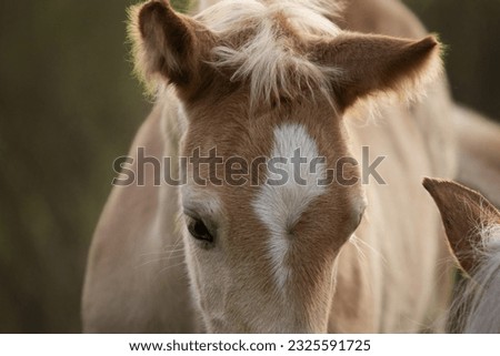 Similar – Foal I Environment Nature